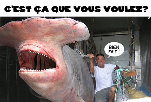 Soutenez les éditions Requins Marteaux en vous faisant plaisir